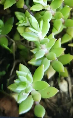 Image de Sedum sarmentosum  / Orpin sarmenteux