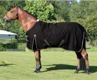Produktbild von ELDORADO Übergangsdecke für Pferde, 150 g - schwarz - 115 cm