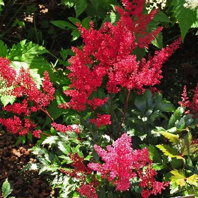 Produktbild von 6 x Prachtspiere  - Astilbe japonica 'Red Sentinel'  | Topf 9cm x 9cm