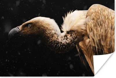 Produktbild von MuchoWow® Poster Geier - Vogel - Tiere 180x120 cm - Fotoplakat