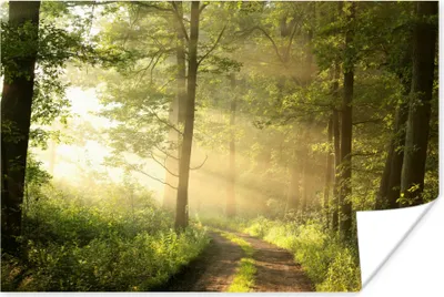 Produktbild von MuchoWow® Poster Wald - Sonne - Bäume 120x80 cm - Bilder