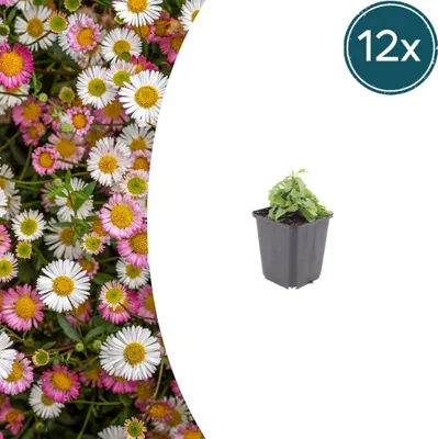 Zdjęcie produktu dla Erigeron karvinskianus | 12 sztuk - 10-25cm - Ø9cm - Roślina ogrodowa
