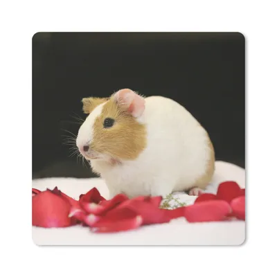 Produktbild von MuchoWow® Mauspad Mousepad Liebes Meerschweinchen 30x30 cm - Mousepads - Maus Mat - Pad - Mausunterlage - Gaming