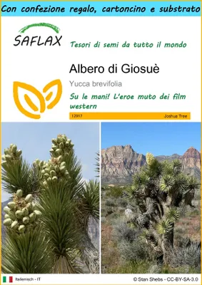 Immagine prodotto di SAFLAX Set regalo - Albero di Giosuè - 10 semi - Yucca