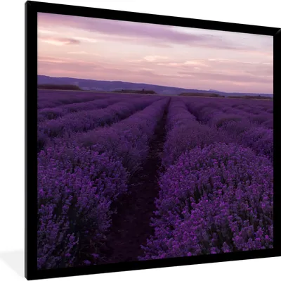 Produktbild von MuchoWow® Gerahmtes Poster Lavendel - Lila - Blumen - Natur 40x40 cm - Poster mit Schwarzem Bilderrahmen Wandposter Rahmen Foto Bilder - Mit Rahmen - Wanddekoration Schlafzimmer