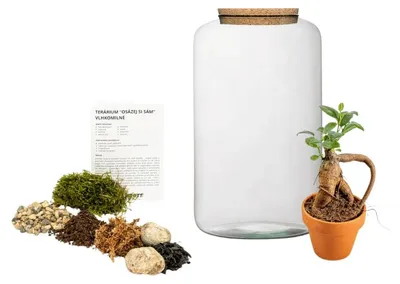Produktbild von Gardners Glasbehälter PAEONIA, DIY-Set für Ficus microcarpa "Ginseng", L
