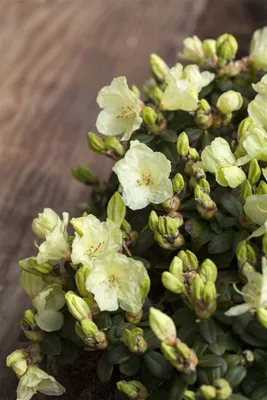 Produktbild von Rhododendron ludlowii 'Wren', gelb, 15–20 cm
