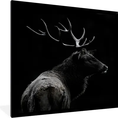 Produktbild von MuchoWow® Gerahmtes Poster Hirsch - Schwarz - Porträt - Geweih - Tiere 40x40 cm - Poster mit Schwarzem Bilderrahmen Wandposter Rahmen Foto Bilder - Mit Rahmen - Wanddekoration Schlafzimmer