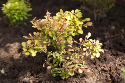Produktbild von Berberis thunbergii, Heckenberberitze, 40–60 cm