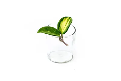 Obrázok produktu pre Gardners Hoya carnosa Tricolor - odrezky na zakorenenie