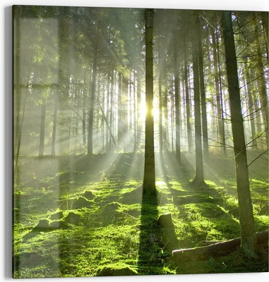 Produktbild von DEQORI Glasbild Echtglas 50x50 cm 'Waldlichtspiele' Wandbild Bild modern Deko