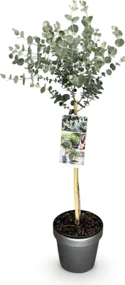 Obrázok produktu pre Eukalyptus Eucalyptus gunnii Azura  – 19 cm – výška cca 90 cm – vždyzelená zimovzdorná terasová rastlina so sivozelenými voňavými listami