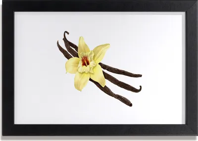 Produktbild von Bild 30x20 MDF-Rahmen Wandkunst Natur Blume Pflanze