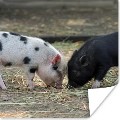 Produktbild von MuchoWow® Poster Schweine - Ferkel - Stroh 75x75 cm - Wand Dekoration