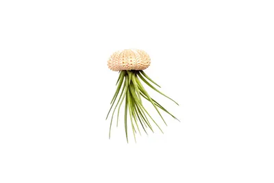 Obrázek produktu pro Gardners Medusa ROSE s Tillandsií Melanocrater