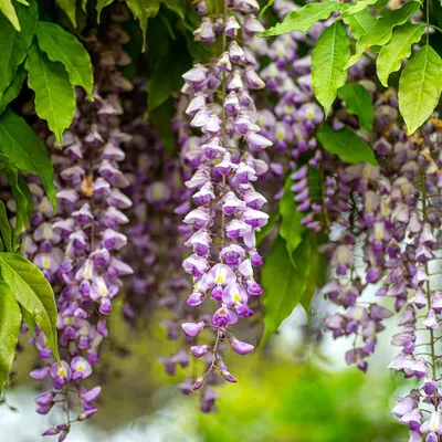 Produktbild von Wisteria formosa 'Issai Perfect', japanisch-chinesische Glyzinienkreuzung, Höhe 80–90 cm, 2-Liter-Topf