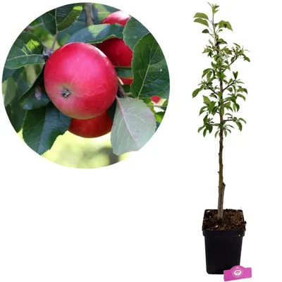 Produktbild von Malus domestica ‘Discovery’, Apfelbaum, Höhe 100cm, 5 Liter Topf