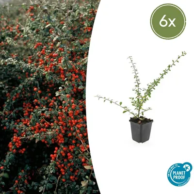 Zdjęcie produktu dla Cotoneaster suecicus 'Coral Beauty' | 6 sztuk - 10-25cm - Ø9cm - Roślina ogrodowa