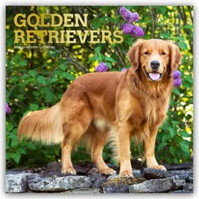 Immagine prodotto di Golden Retriever - Golden Retriever 2026 - Calendario di 16 mesi