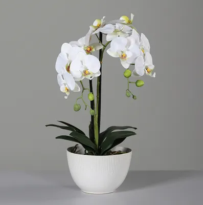 Produktbild von künstliche Orchidee REAL TOUCH weiß in Keramiktopf H. 48cm DPI Kunstblumen