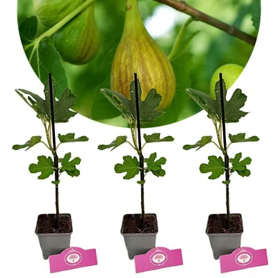 Produktbild von Set mit 3 Feigen – Ficus carica ‘Longue d’Août’ – Höhe 20/25 cm – 9 cm Topf