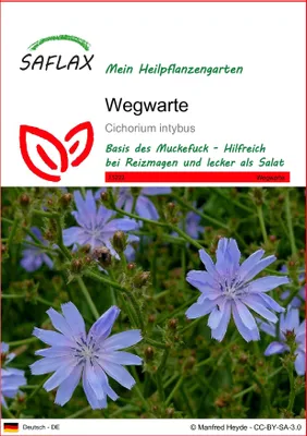 Produktbild von SAFLAX - Wegwarte - Cichorium intybus - 250 Samen