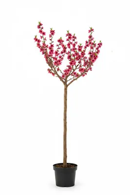 Produktbild von Zier-Pfirsich 170-180 cm, Prunus persica 'Taoflora Red' – Blühendes Stämmchen, Stammhöhe 120 cm