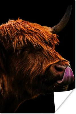 Produktbild von MuchoWow® Poster Schottischer Highlander - Zunge - Nase 80x120 cm - Papierdruck