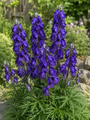 Produktbild von SaatPilot Aconitum napellus 250 Samen Blauer Eisenhut
