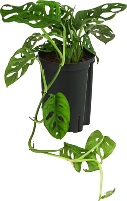 Produktbild von Dehner Fensterblatt, Monstera adansonii, in Hydrokultur, hängender Wuchs, 40 cm, Ø Topf 15 cm, Zimmerpflanze