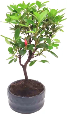 Produktbild von Bonsai Baum mit Keramik Blumentopf - Rhododendron - ca. 6 Jahre 10 cm Schale, Azalea Bonsai Blumen züchten