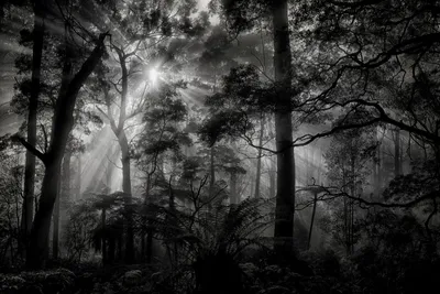 Immagine prodotto di Sanders & Sanders fotomurale paesaggio boscoso grigio e nero 375 x 270 cm
