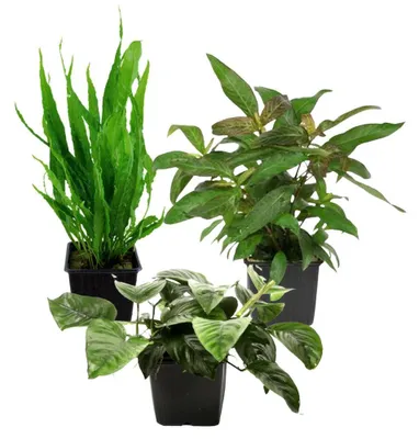 Produktbild von Mutterpflanzen Set mit 3 Tropica XL Topf Pflanzen Aquariumpflanzenset Nr.123