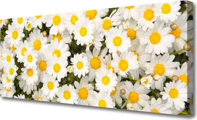 Produktbild von Tulup Leinwand-Bilder 125x50 Wandbild Canvas Kunstdruck Gänseblümchen Pflanzen