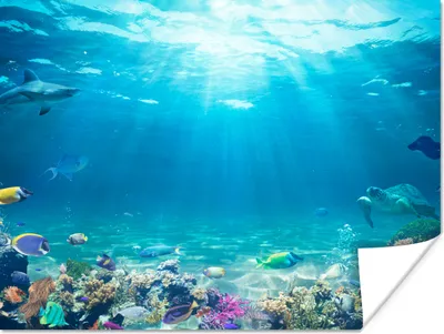 Produktbild von MuchoWow® Poster Unterwasserwelt - Meerestiere - Wasser - Korallen - Blau 120x90 cm - Wandbild