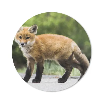 Produktbild von MuchoWow® Mauspad Mousepad Fuchs - Welpe - Straße 20x20 cm - Mousepads - Maus Mat - Pad - Mausunterlage - Schreibtischmatte