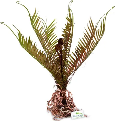 Produktbild von Terrario – Künstliche Pflanze für das Terrarium - Farn 40x14x41 cm Terrario
