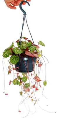 Produktbild von Hängender Steinbrech, Judenbart, Saxifraga stolonifera 14cm Hängeampel