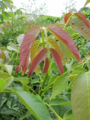 Produktbild von Juglans regia Parisienne - Walnuß Parisienne - 100-125