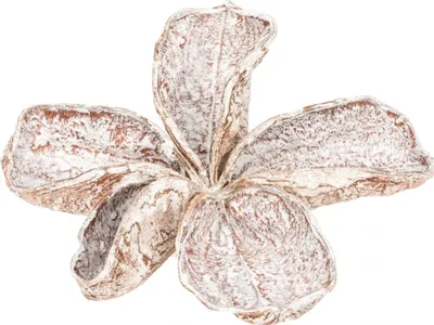 Produktbild von Landlotus Weiß ca. 5–10cm | Naturdeko & Trockenblume Sterculia urens aus Indien | Ideal für Gestecke, Vasen & DIY-Dekorationen | Naturdeko | Weiße Trockenblumen