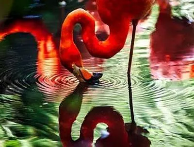 Immagine prodotto di Flamingo - 500 Teile (Puzzle)