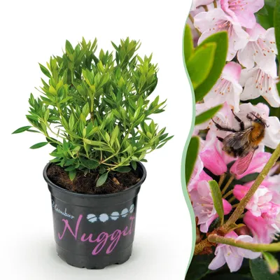 Zdjęcie produktu dla Różanecznik karłowaty - Rhododendron Bloombux Light Pink - Kwitnący bukszpan - Niskie wymagania pielęgnacyjne - Jasnoróżowy kwiat - 20-25cm - Ø10,5cm - Roślina ogrodowa