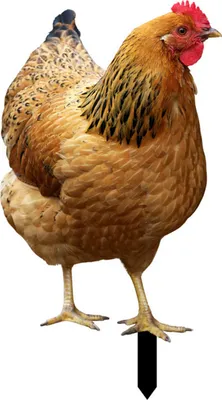 A realistic, decorative garden statue of a chicken.