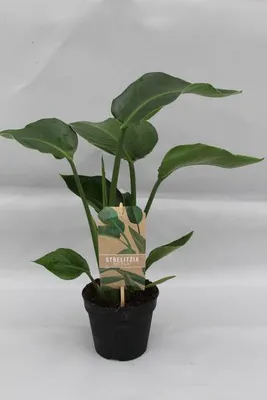 Zdjęcie produktu dla Strelitzia Strelitzia Nicolai - Roślina domowa - Ø13cm - Wysokość ok. 35cm - Egzotyczny rajski kwiat do domu