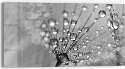 Produktbild von DEQORI Glasbild Echtglas 60x30 cm 'Magische Tautropfen' Wandbild Bild modern Deko