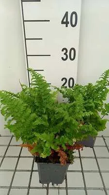 Zdjęcie produktu dla 6 x Dryopteris f.-m. 'Crispa Cristata' - Paprotka zwyczajna 'Crispa Cristata' - doniczka 9 x 9 cm