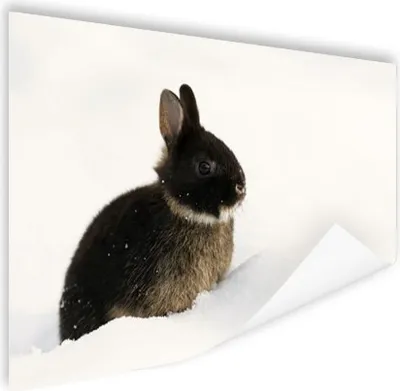 Produktbild von MuchoWow® Poster Kaninchen - Schnee - Winter 60x40 cm - Schlafzimmerdekoration
