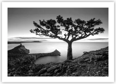 Produktbild von Poster - Poster ohne Rahmen - Baum Schwarzweiß Ansicht - 70x50 cm - Wand Bild - Wanddeko - Wandbilder - Kunstposter - Wandposter - Bilder - Kunstdruck - Wanddekoration - Wandbild - P2XAA70x50-4297