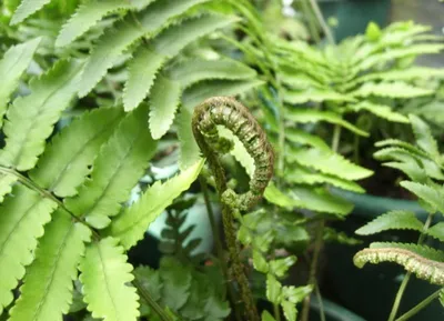 Produktbild von 3 x Elefantenrüssel-Farn - Dryopteris cycadina  -  Tb 9