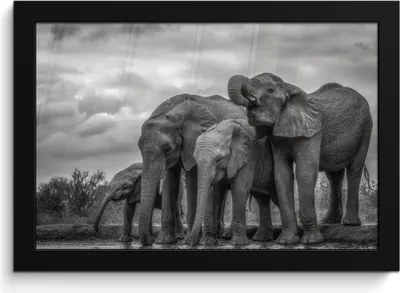 Produktbild von MuchoWow® MuchoWow® Gerahmtes Poster Elefant - Tiere - Wasser - Schwarz und weiß 30x20 cm - Poster mit zchwarzem Bilderrahmen - Kunstdruck - Bild-Poster